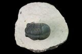 Paralejurus Trilobite From Morocco - Check Out The Eye Facets #171497-2